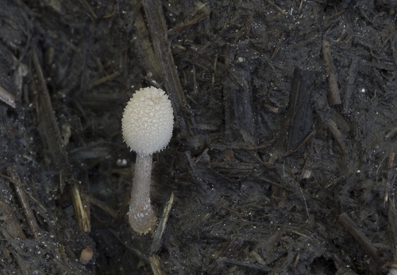 Coprinopsis ephemeroides